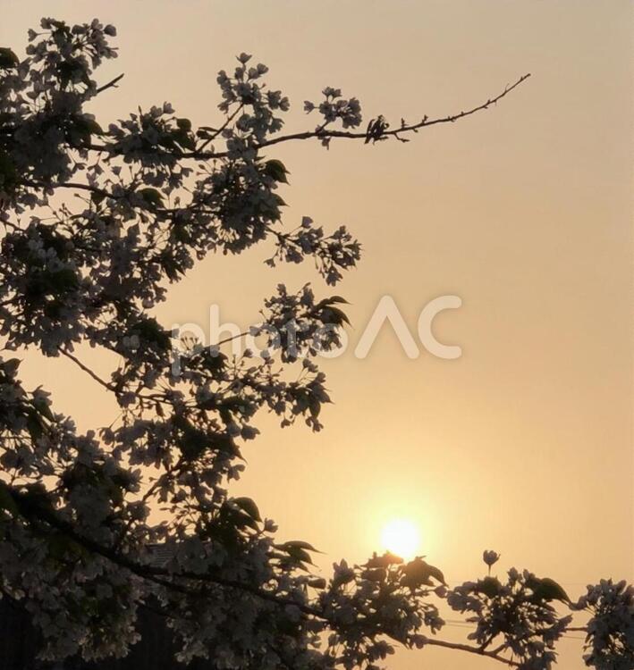 夕陽と桜 桜,日暮れ,夕陽の写真素材
