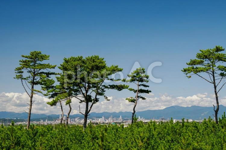 浜辺の風景(39) 松,植物,緑の写真素材
