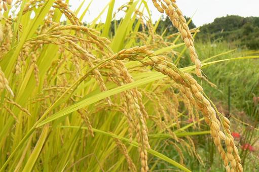 ears of rice, JPG