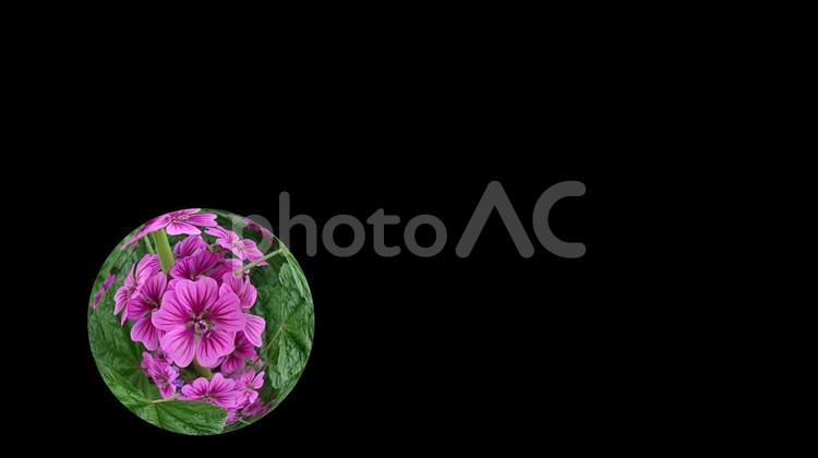 魚眼レンズで見る世界・美しい花 魚眼レンズ,黒背景,花の写真素材