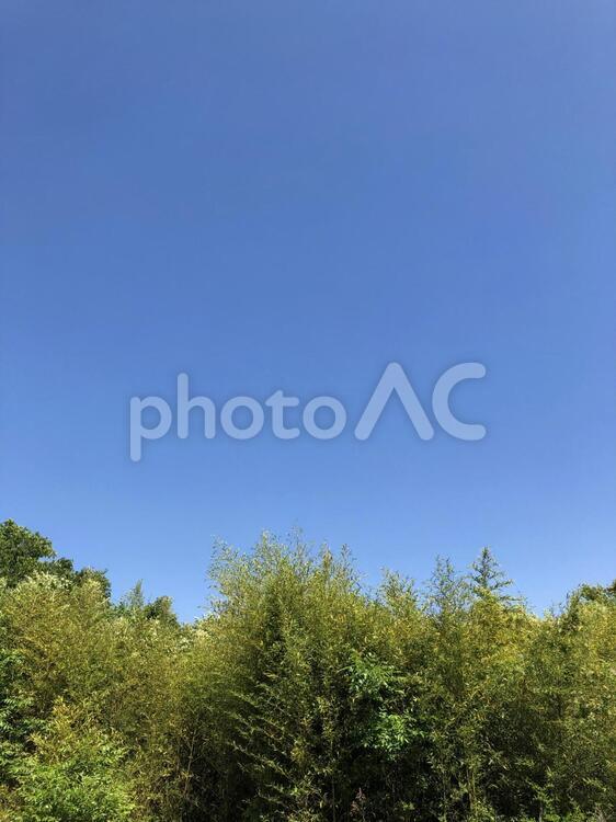 木々と青空（縦向き） 木,笹,竹の写真素材
