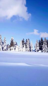 雪の中の木々 針葉樹 冬のイメージ 雪の中の木々 針葉樹 冬のイメージの写真