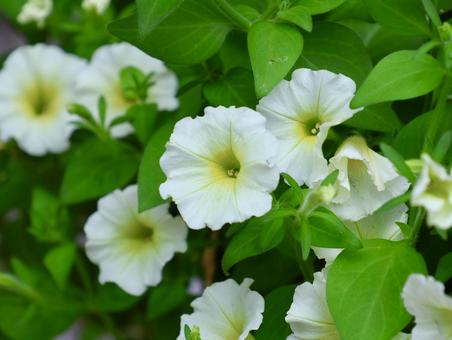 Photo, petunia, white, gardening, 