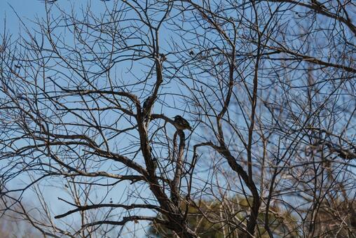 木陰で羽を休めるムクドリ ムクドリ,野鳥,鳥の写真素材