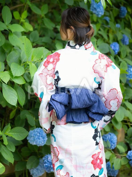 32：紫陽花と浴衣の女性 紫陽花,あじさい,浴衣の写真素材