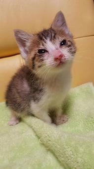 眩しい子猫 眩しい子猫の写真