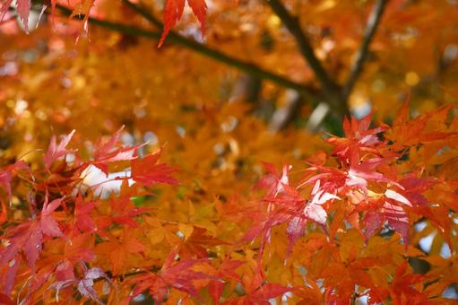 秋の風景 秋の風景 モミジ,もみじ,紅葉の写真素材