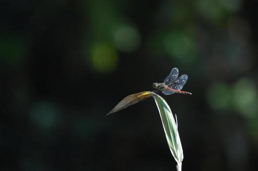 赤トンボ トンボ,赤蜻蛉,アキアカネの写真素材