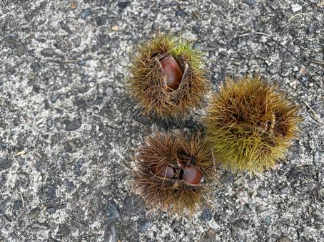 ころんと並んだ栗たち ころんと並んだ栗たち 栗,秋の実り,自然の写真素材