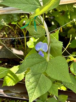豆の花 豆の花の写真