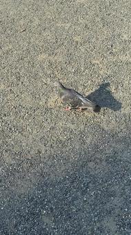 鳩(ハト) 鳩(ハト)の写真