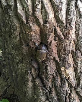 樹液を吸うカブトムシ 樹液を吸うカブトムシの写真