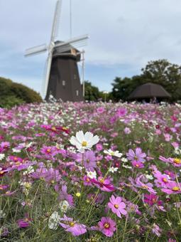 秋桜と風車 緑地公園,季節,花壇の写真素材