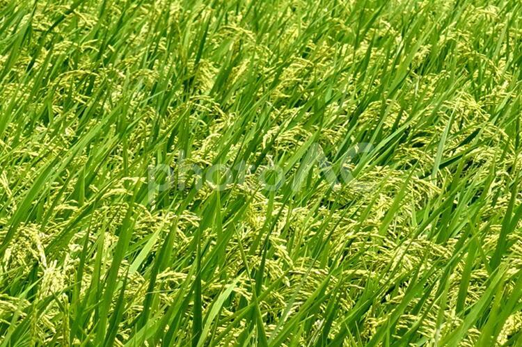 稲穂　田　田んぼ　田園　稲　緑　田舎　ふるさと　故郷 田園,秋,収穫の写真素材