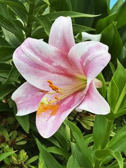 夏の花 夏の花の写真