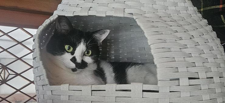 Photo, cat, a pet, animal, 