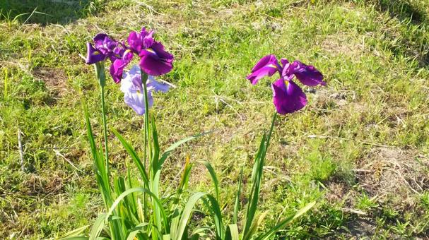 花菖蒲 花菖蒲,ハナショウブ,花の写真素材