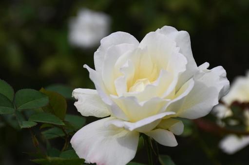ホワイトローズの写真