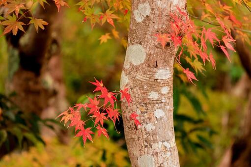 もみじロード もみじロード,紅葉,絶景の写真素材