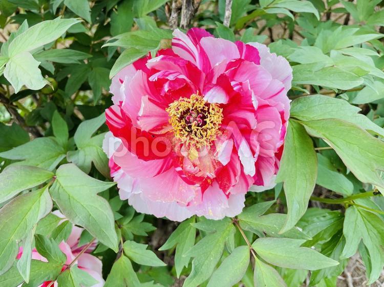 牡丹　島錦　紅白絞り ぼたん,牡丹,大輪の写真素材