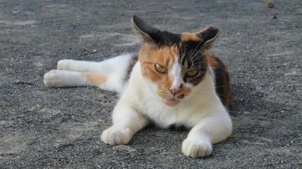 夕涼みが日課のもふもふであざとい三毛猫 夕涼みが日課のもふもふであざとい三毛猫の写真