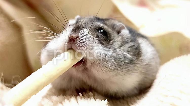 餌をくわえるジャンガリアンハムスター4 ジャンガリアンハムスター,ハムスター,餌の写真素材
