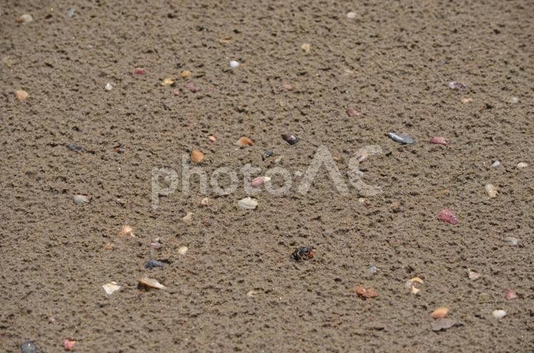 貝殻が埋まった砂浜 砂浜,貝殻,海辺の写真素材