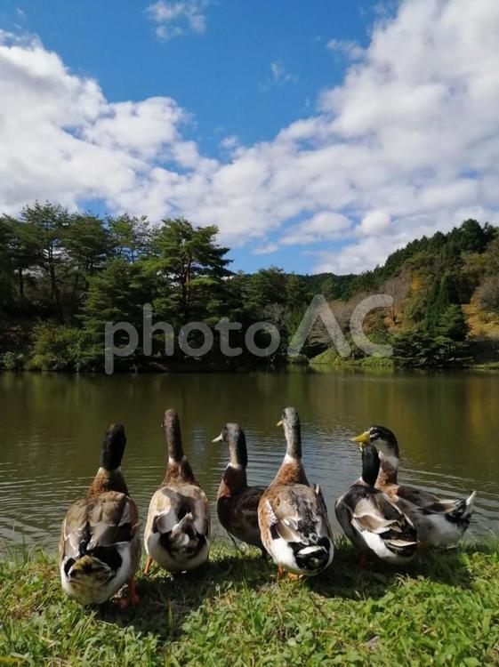 鴨　野生動物　青空　池 鴨,カモ,青空の写真素材