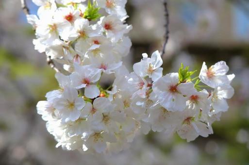 桜 桜の写真