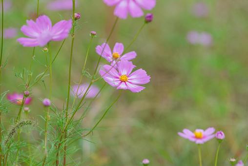 Beautiful pale pink cosmos, JPG