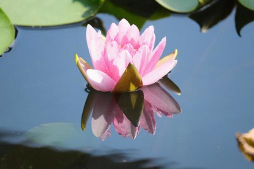 Water Lily, JPG