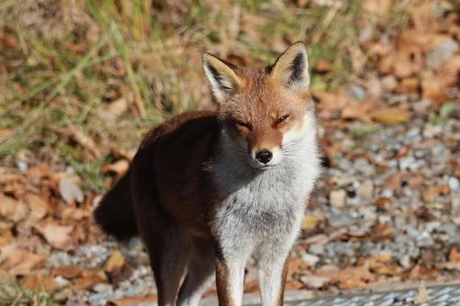 コギツネこんこん キツネ,山,野生の写真素材