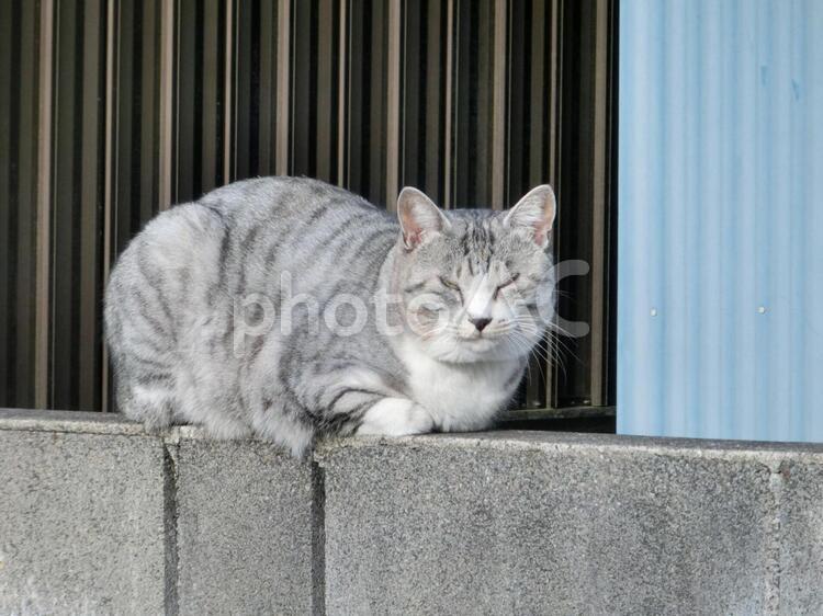 渋い顔でひなたぼっこをする猫 ねこ,ひなたぼっこ,ネコの写真素材