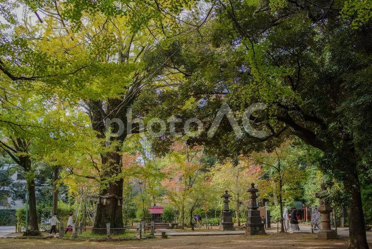 10月にイチョウが鮮やかに色づいている イチョウ,紅葉,10月の写真素材