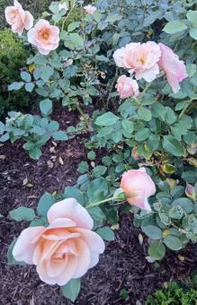 薄ピンク色のバラ 花,バラ,東京の写真素材