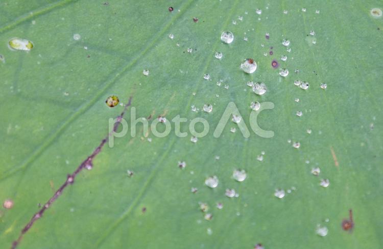 葉っぱに浮かぶ雨水の水滴 葉っぱ,浮かぶ,雨水の写真素材