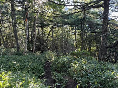 登山道 登山道の写真