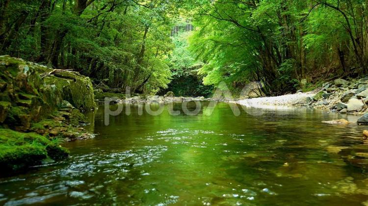 新緑鮮やかな川の水面 新緑,鮮やか,川の写真素材