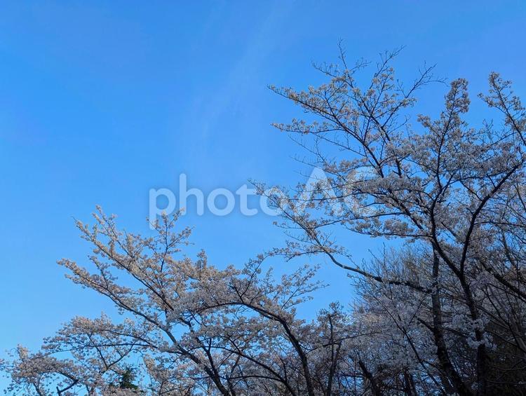 満開の桜と美しい青い空 サクラ,春,４月の写真素材