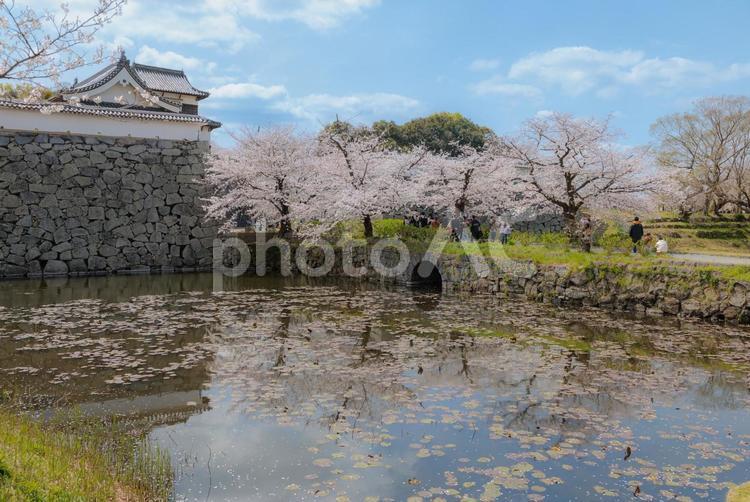 福岡城跡の桜 福岡,桜,さくらの写真素材