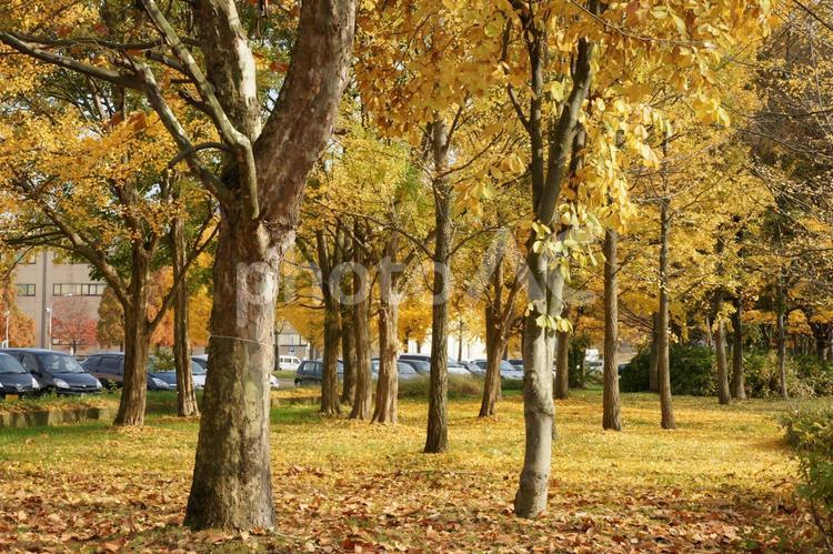 秋の散歩道　街路樹 紅葉,秋,イチョウの写真素材