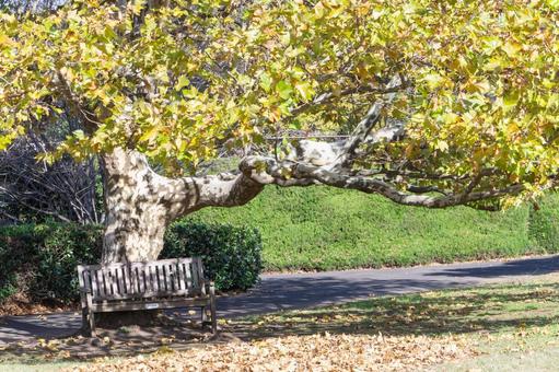秋の気配・プラタナスの黄葉 秋,紅葉,紅葉狩りの写真素材
