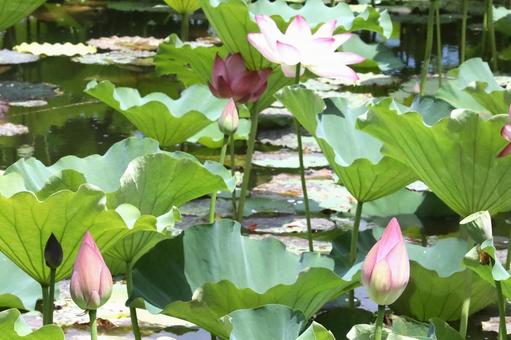 蓮の花つぼみ 蓮の花つぼみの写真