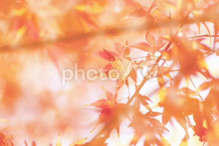 背景　もみじ　淡い 紅葉,もみじ,秋の写真素材