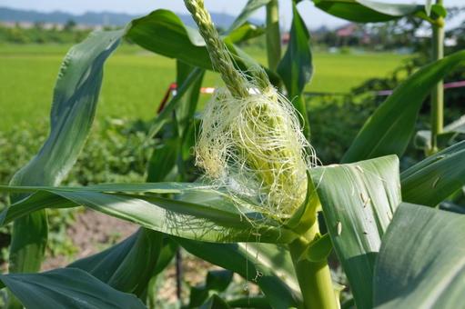 Photo, corn, tassel seed, male ear seed, 