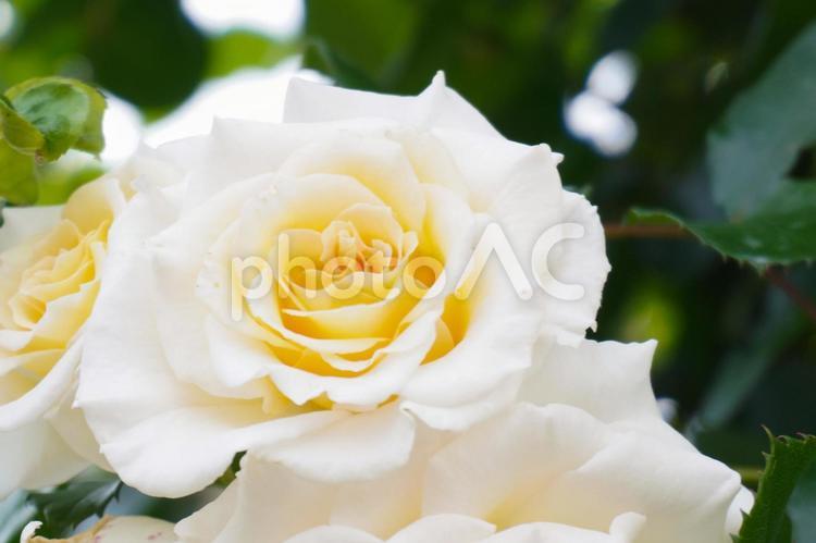 白いバラ 薔薇,バラ,ばらの写真素材