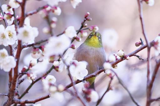 満開の梅の花とメジロ 満開の梅の花とメジロ 鳥,メジロ,花の写真素材