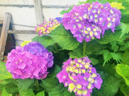 紫陽花 紫陽花の写真