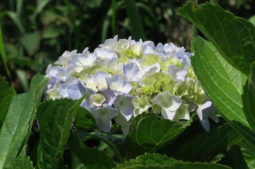 Hydrangea, JPG Hydrangea, JPG