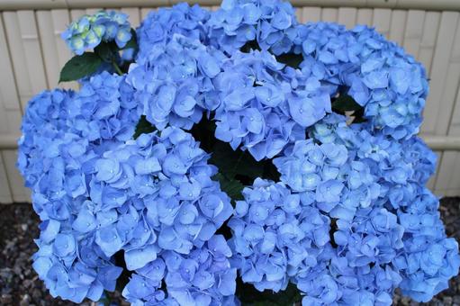 紫陽花3 紫陽花,あじさい,アジサイの写真素材